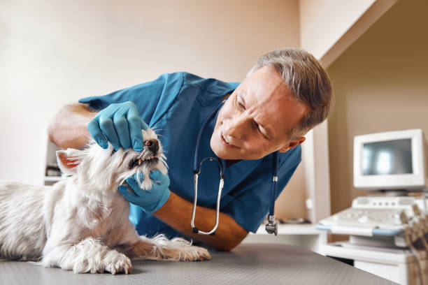 Best Chipped Tooth Repair Near Me  in Northview, MI